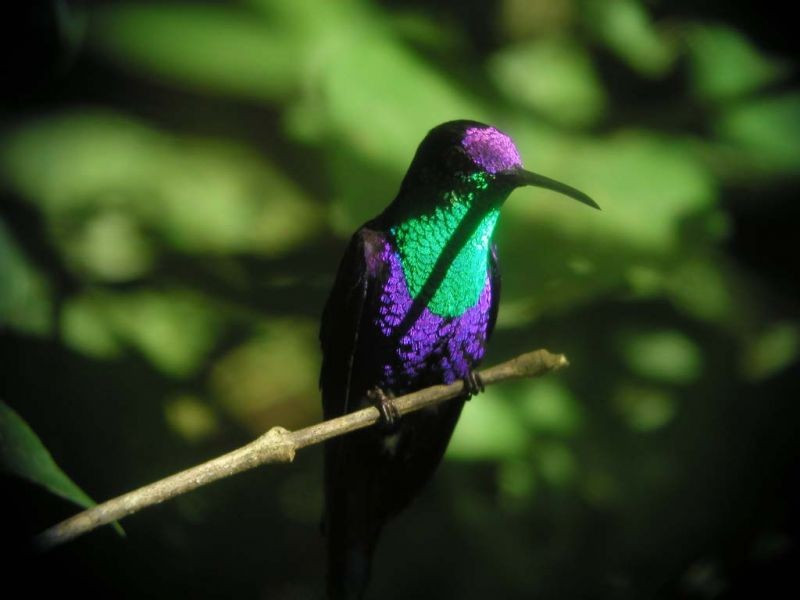 …but perched in a rare shaft of sunlight, a male Violet-crowned Woodnymph is also a sight to behold…