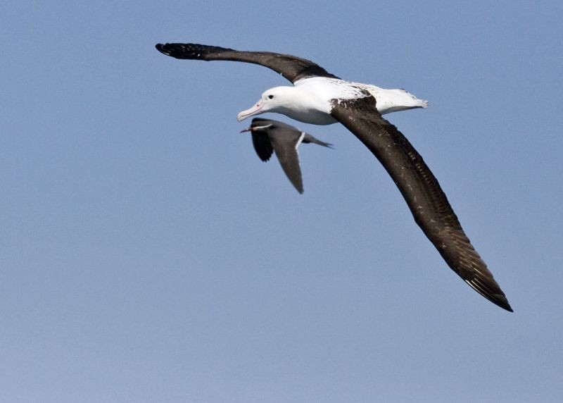 …and a Northern Royal Albatross from New Zealand shares airspace with a local Inca Tern.