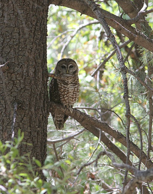 We’ll "nightbird" during the day, here a Spotted Owl…