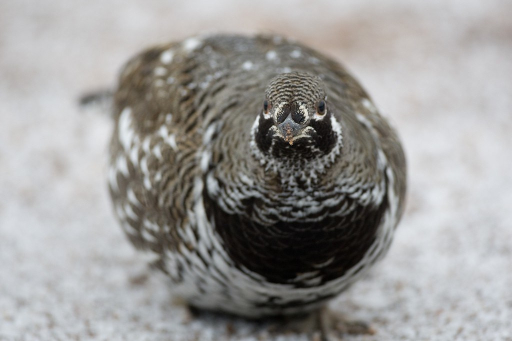 …the often uncommonly tame Spruce Grouse…