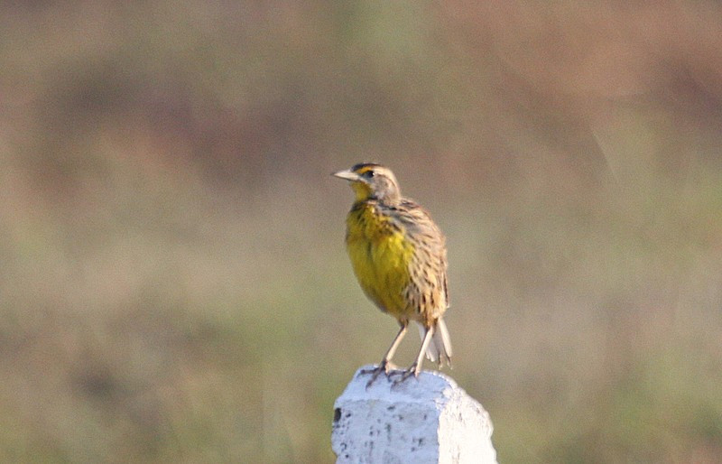 On one day we’ll travel east to La Belén, stopping to listen to the endemic Cuban subspecies of Eastern Meadowlark whose song is so different it’s likely a different species…
