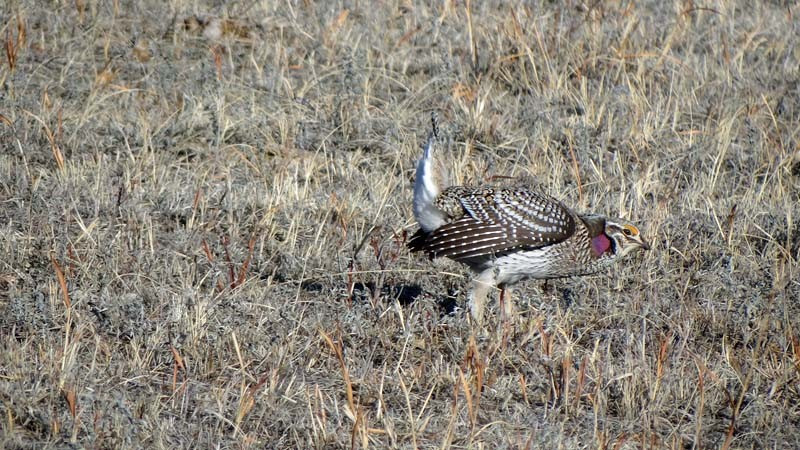 Another bus overlooks the lek of Sharp-tailed Grouse, which whirl and spin like feathered windup toys…
