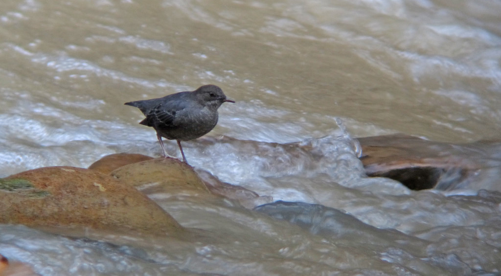 …with stops for birds such as American Dipper…
