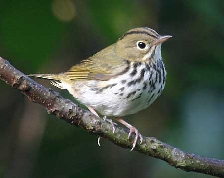 …and more warblers, like this Ovenbird.