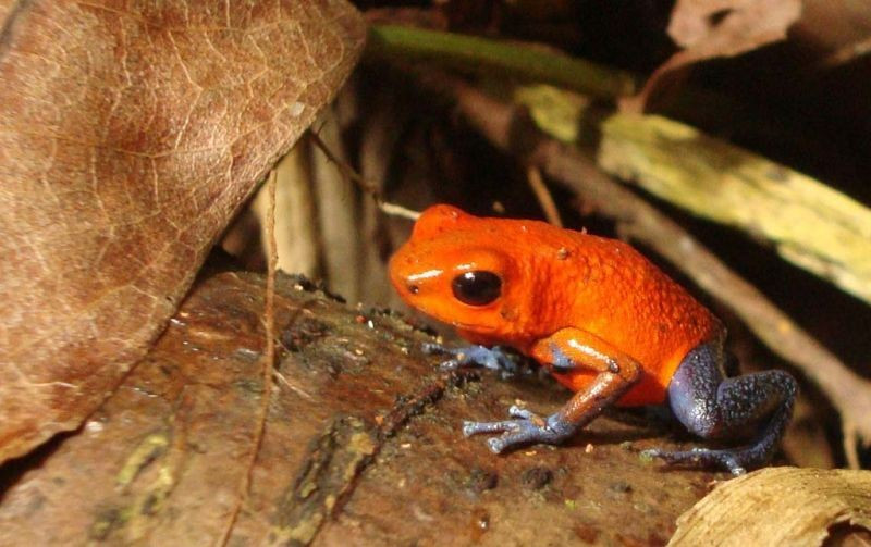 We’ll take time to enjoy other forest critters, such as this tiny but stunningly beautiful Strawberry Poison-dart Frog…
