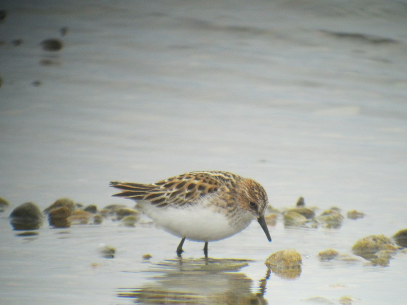 …and if we’re very lucky a vagrant such as Little Stint…