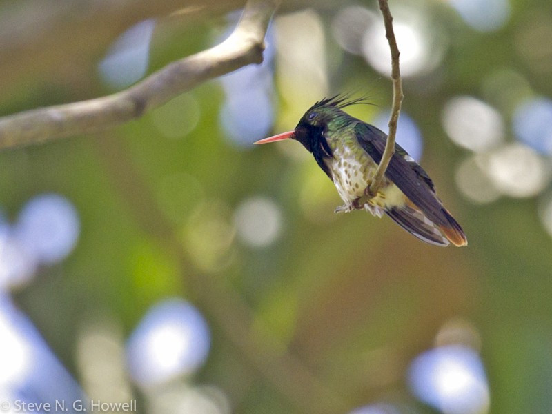 …and slightly less tiny Black-crested Coquette…