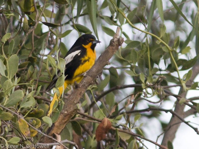 …and the poorly known and rather local Abeille’s (or Black-backed) Oriole.