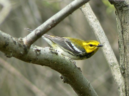 …and more superb warblers such as Black-throated Green…