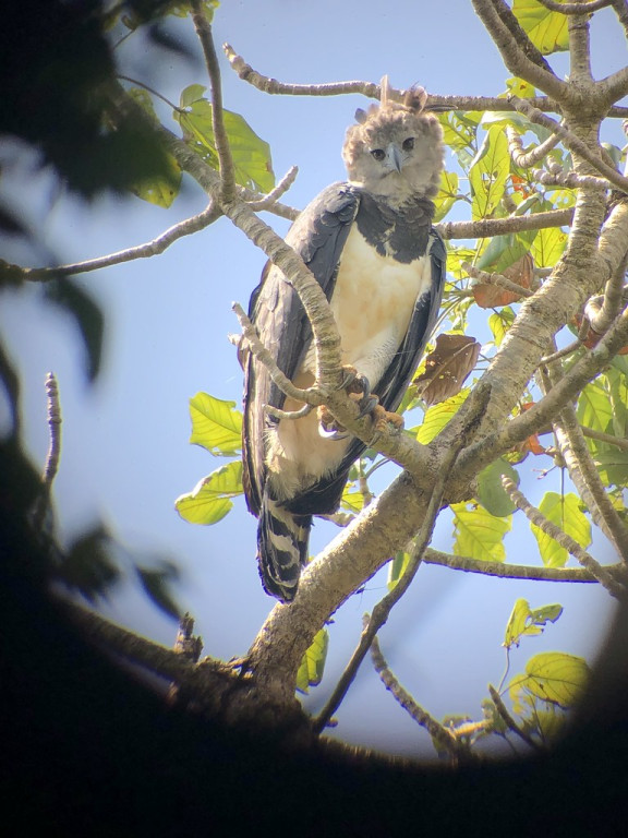 And where, with luck we’ll visit with the national bird of Panama, the incomparable Harpy Eagle.