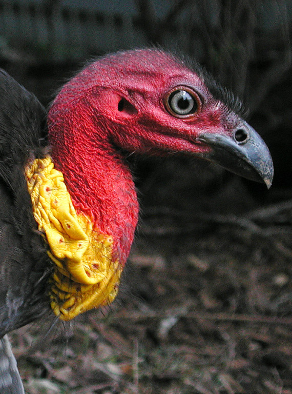 and is well situated for us to access the remnant patches of rainforest that host birds like Australian Brush-Turkey,