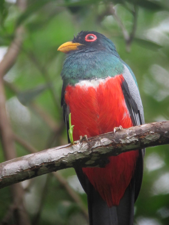 …where we’ll look for Caribbean coast birds such as Black-tailed Trogon…