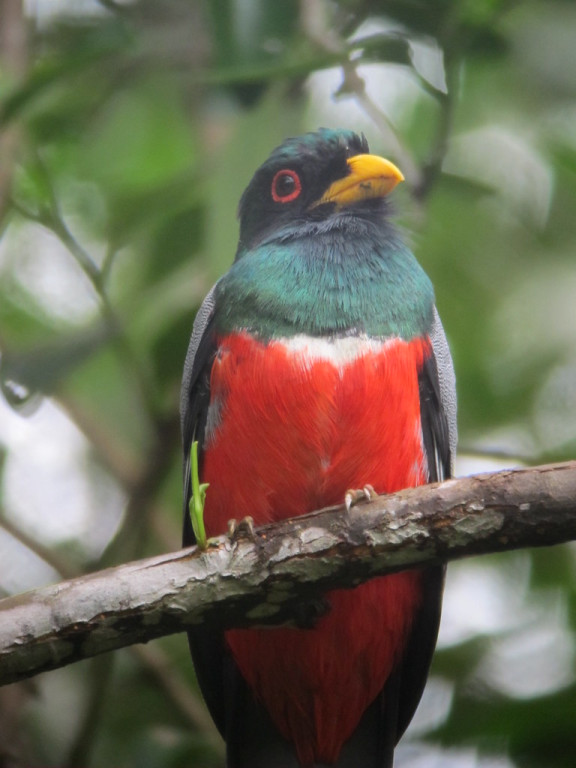 …as well as more widespread ones like Black-tailed Trogon…