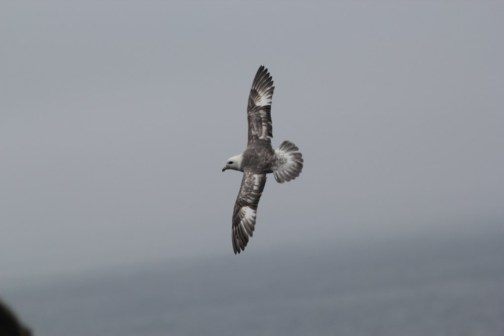 …and the Northern Fulmars will still be soaring.