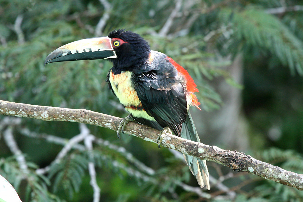 …the wildly colored Collared Aracari…