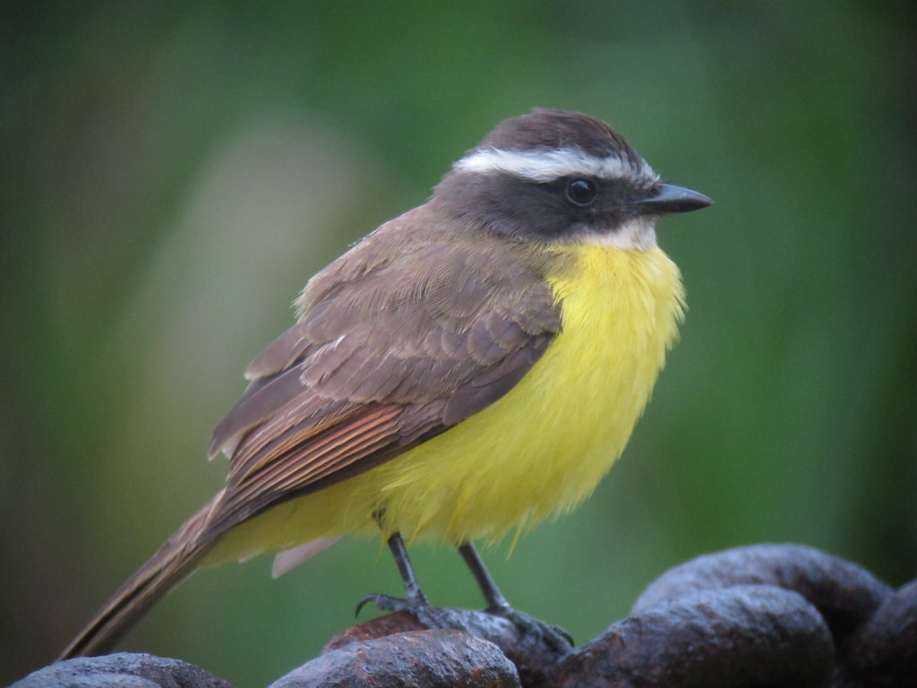 …and Rusty-margined Flycatcher…