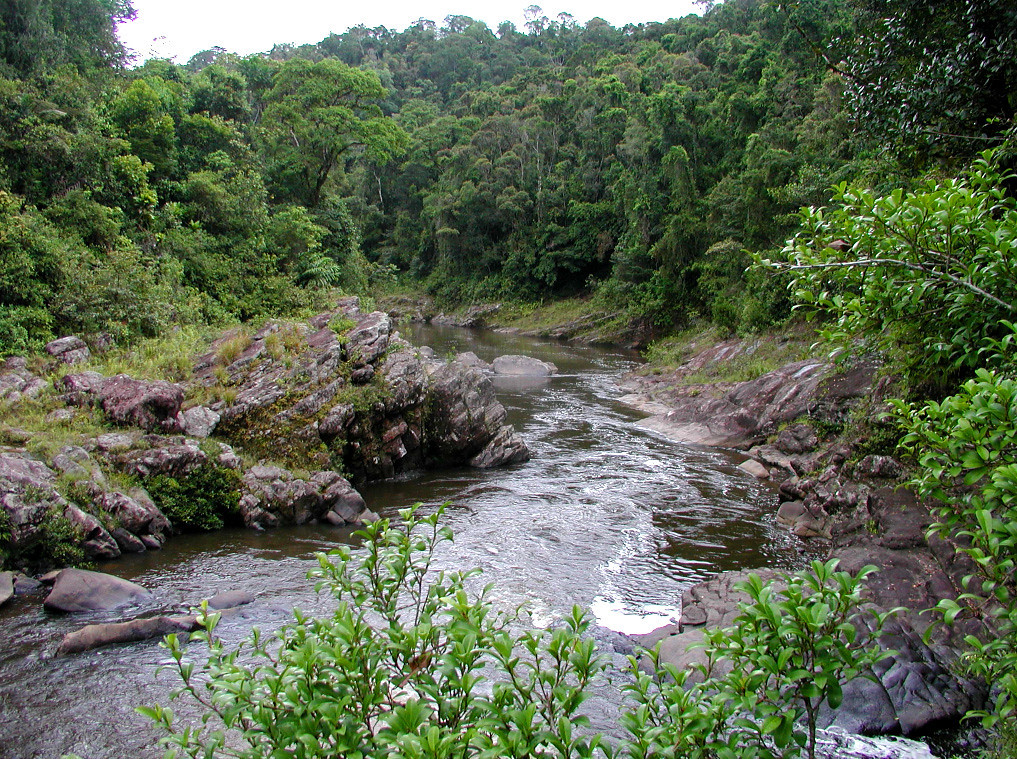 To access the forest at Ranomafana we must cross the very sturdy bridge over the rapids. 