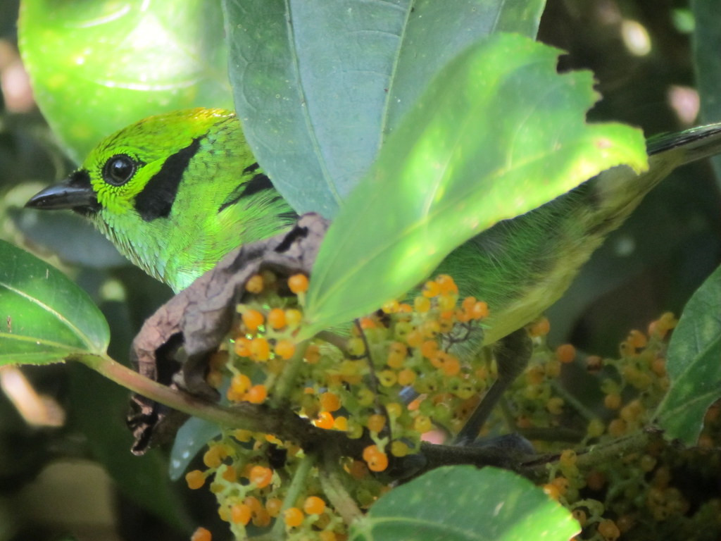 …or other gems such as Emerald Tanager…