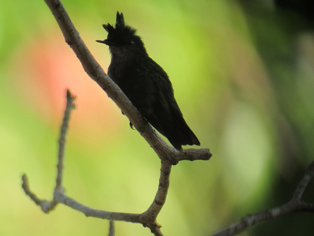 …and the diminutive Antillean Crested Hummingbird.