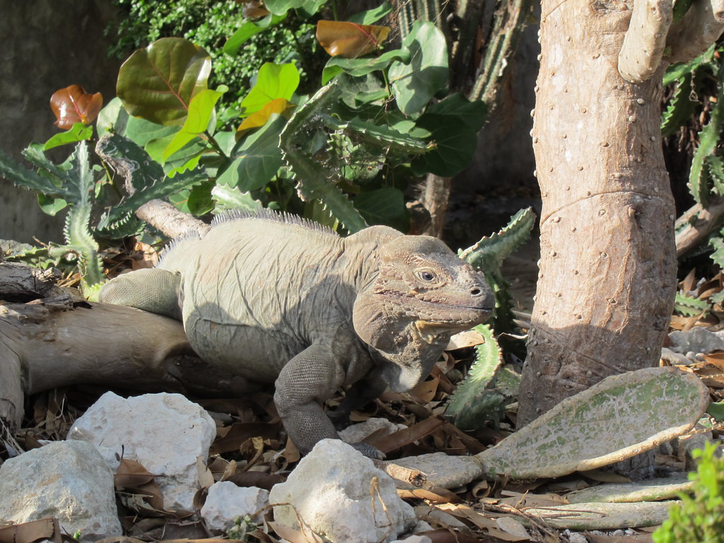…and we always have the chance of encountering the impressive Rhinoceros Iguana.