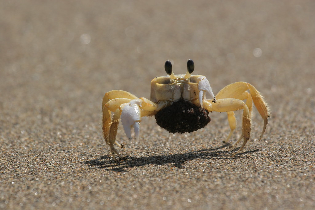 ..and watch the curious Ghost crabs…