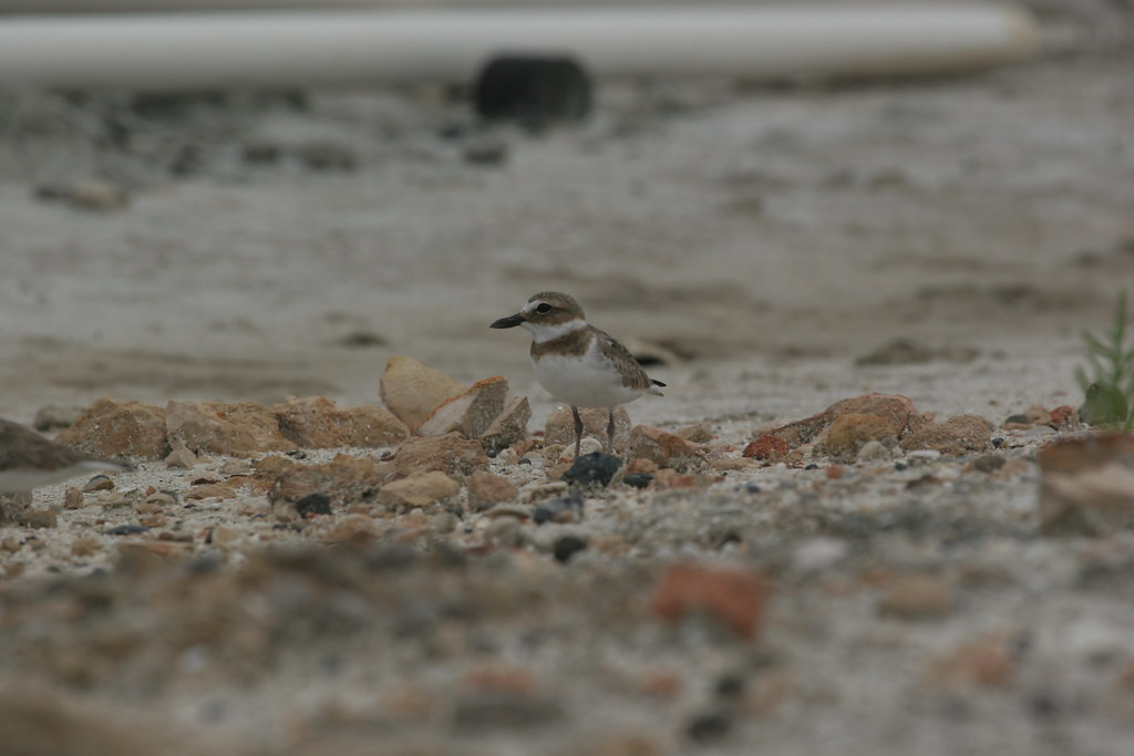 …we’ll seek out shorebirds such as Wilson’s Plover…
