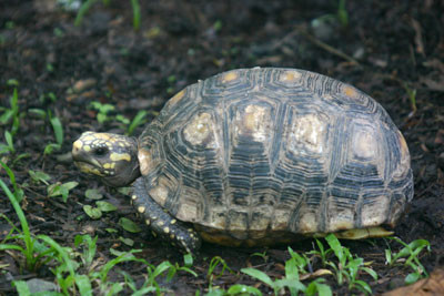 …or perhaps some of the harder to spot denizens of the forest like this Brown Wood-Turtle…