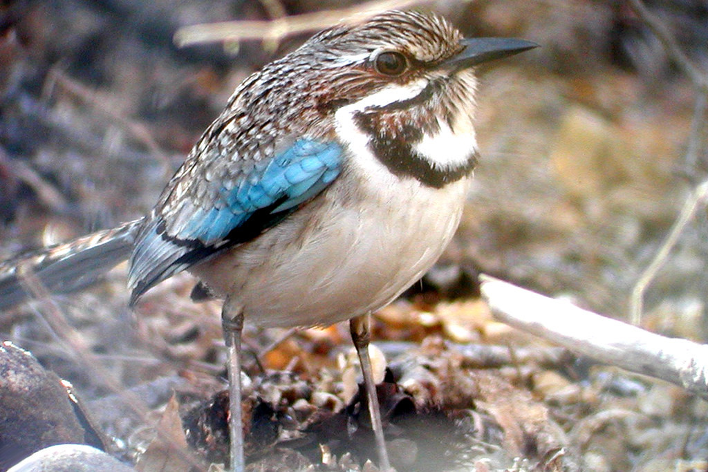 Living in a similar habitat to the southwestern U.S., the Long-tailed Ground-Roller has evolved to behave much like a roadrunner. 