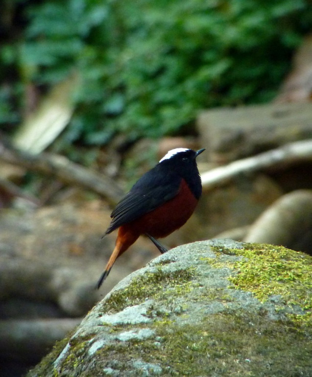 A few beautiful White-capped Redstarts are found along rushing streams in northern Thailand such as here on Doi Inthanon.