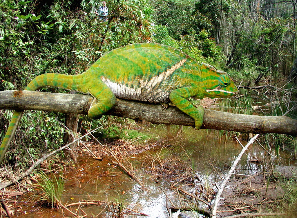 Madagascar is home to most of the world’s chameleon species, with just over fifty forms described.  Most of them including Furcifer balteatus lack common names.