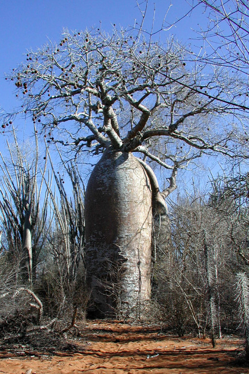 Madagascar is home to seven baobab species. All are in the genus Adansonia, and all are impressive. Adansonia za can be seen growing in the spiny desert of the southwest.