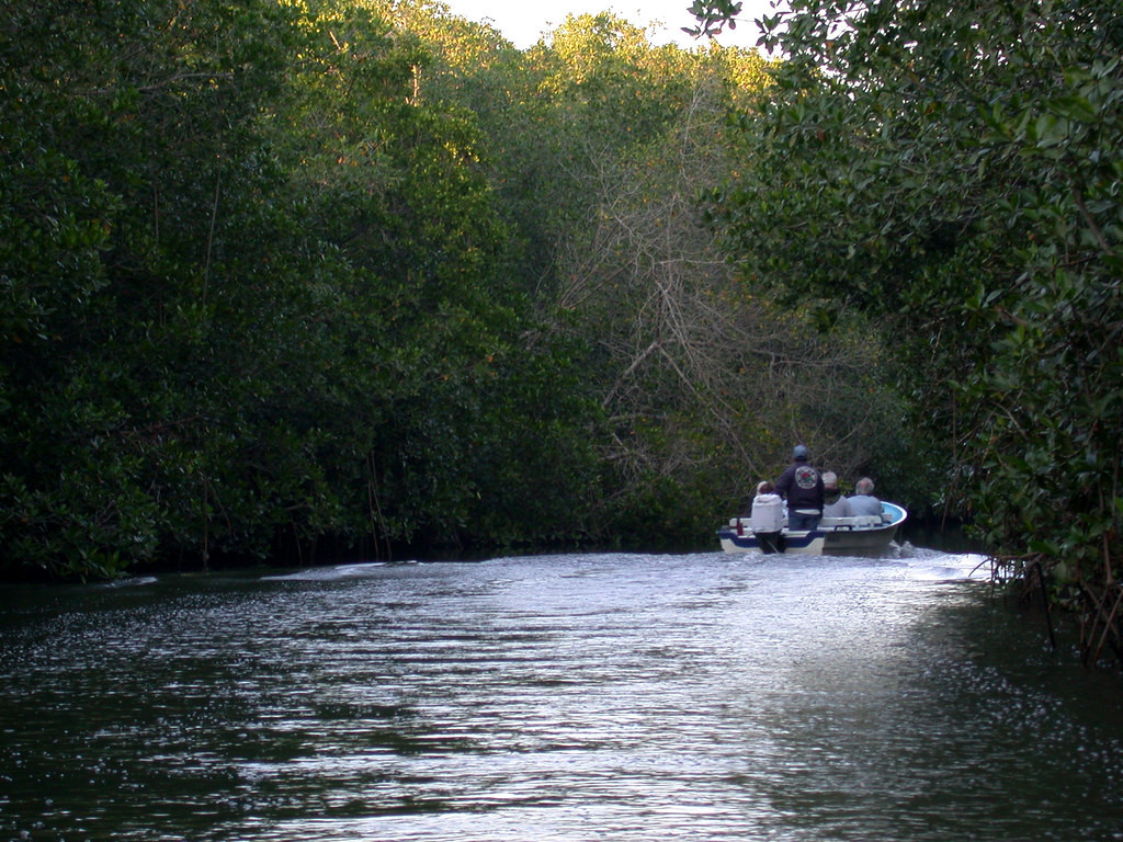 We’ll cruise the mangroves looking for… (cw)