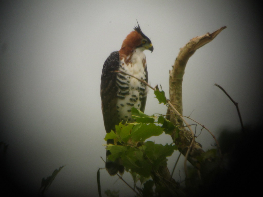 …a hunting Ornate Hawk-Eagle… (gb)