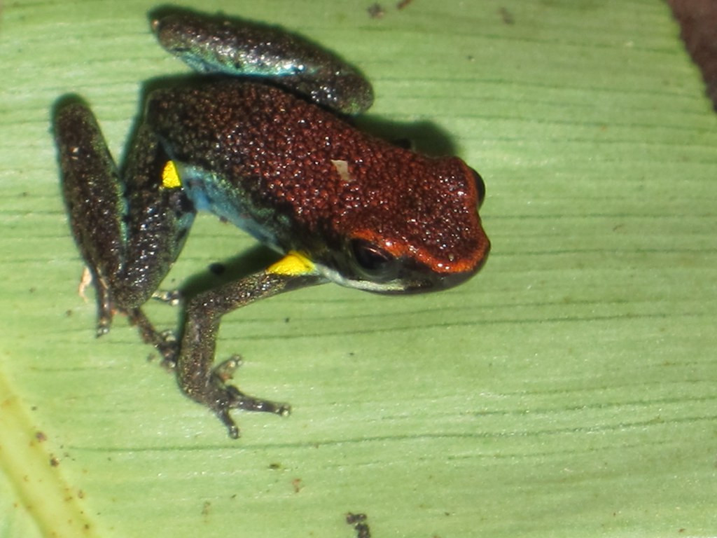 …and colorful poison-dart frogs or… (gb)