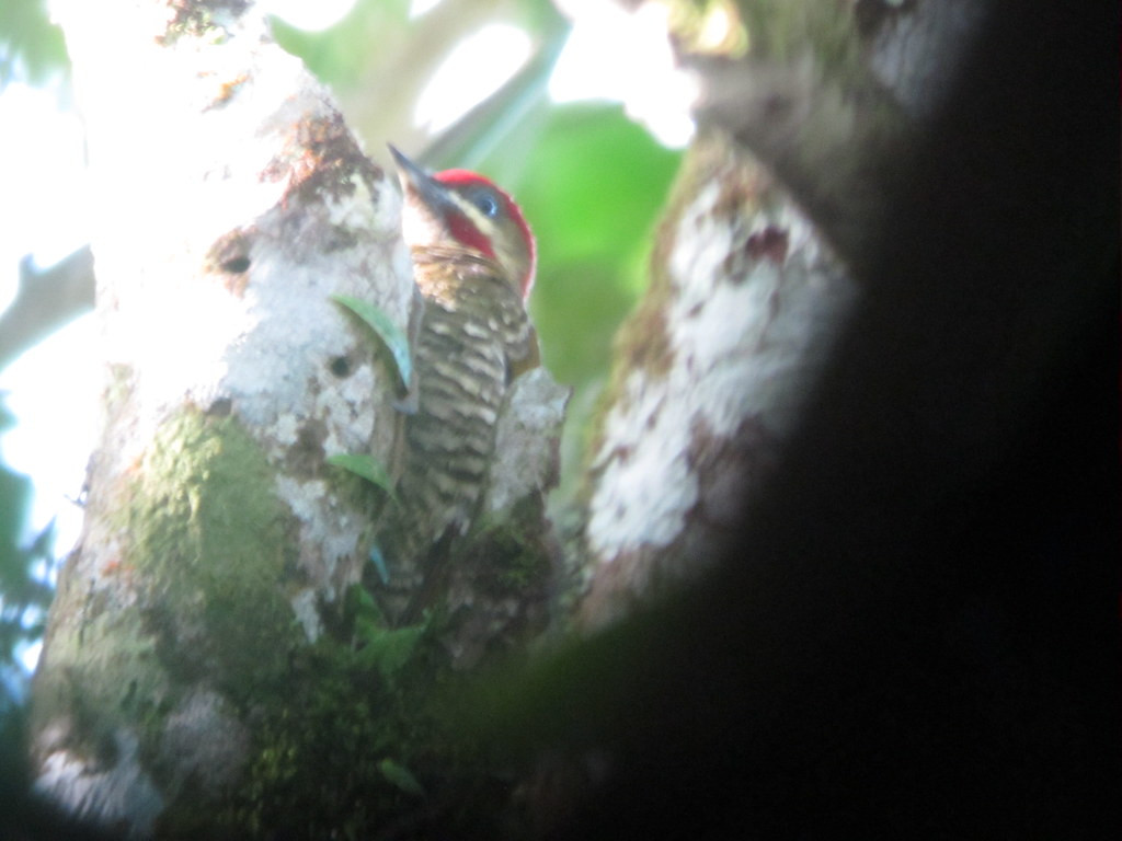 …or the endemic Stripe-cheeked Woodpecker…