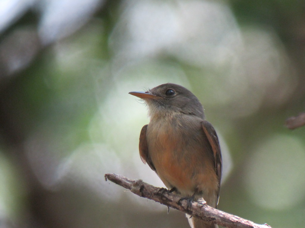 …the endemic subspecies of Lesser Antillean Pewee (soon to be the island’s 18th endemic)…