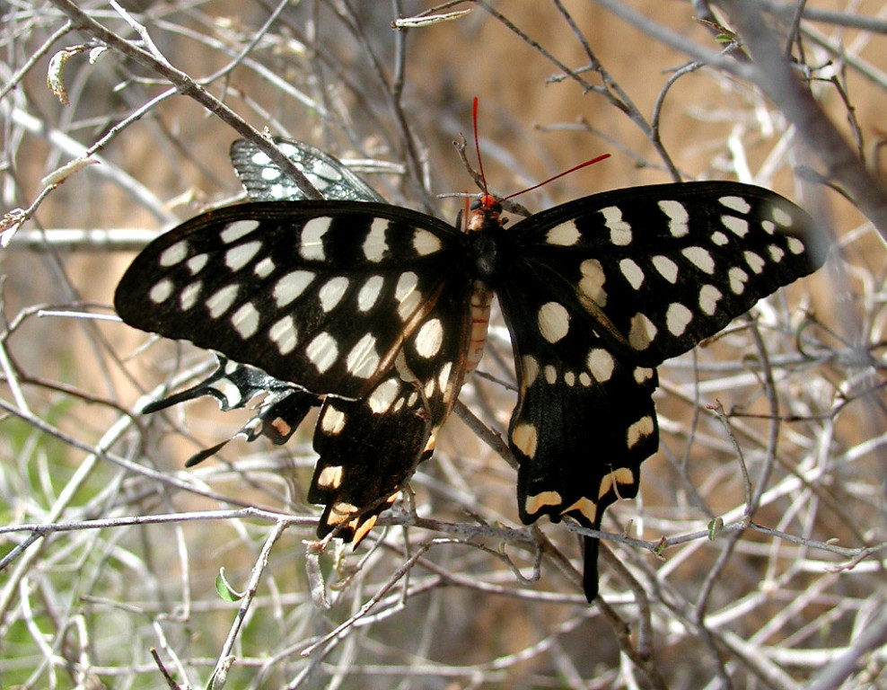 Pharmacophagus antenor, whose enormous wingspan is a common sight in the west and south of the country.