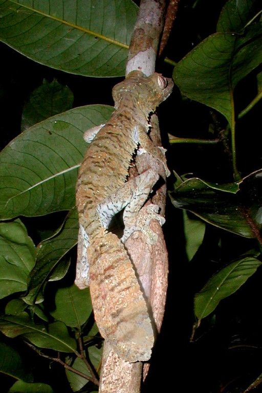 This is the Sikora Leaf-tailed Gecko, a group of extraordinary nocturnal Geckoes all of which are renowned for their achieving the ultimate in camouflage. We see them at night, but also asleep during the day when guides at Andasibe know of roosts.