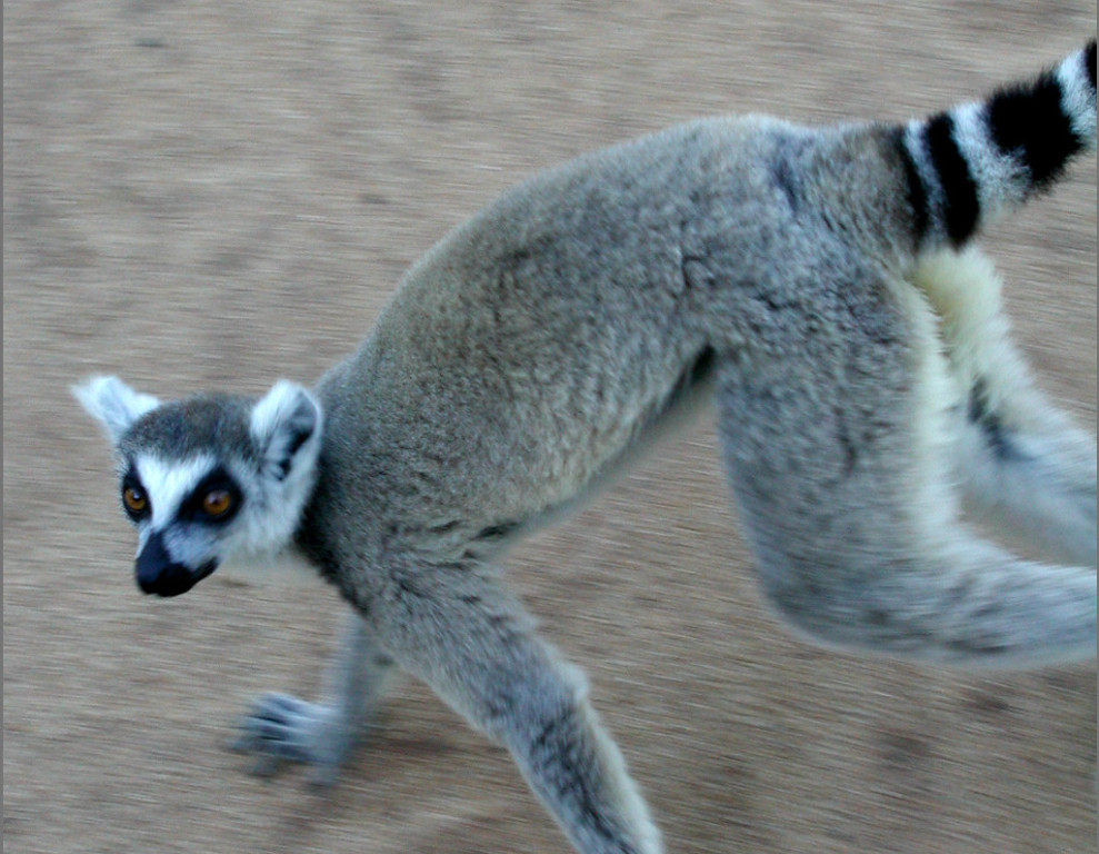 Undoubtedly the world’s most familiar lemur species,the Ring-tailed Lemur is numerous at Berenty, where individuals can be very inquisitive.