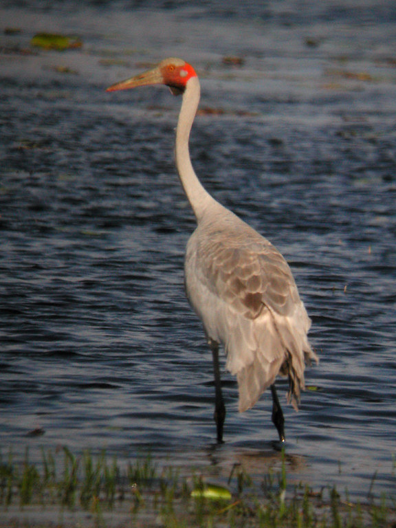 Huge Brolga cranes feed in the many agricultural fields, and with luck