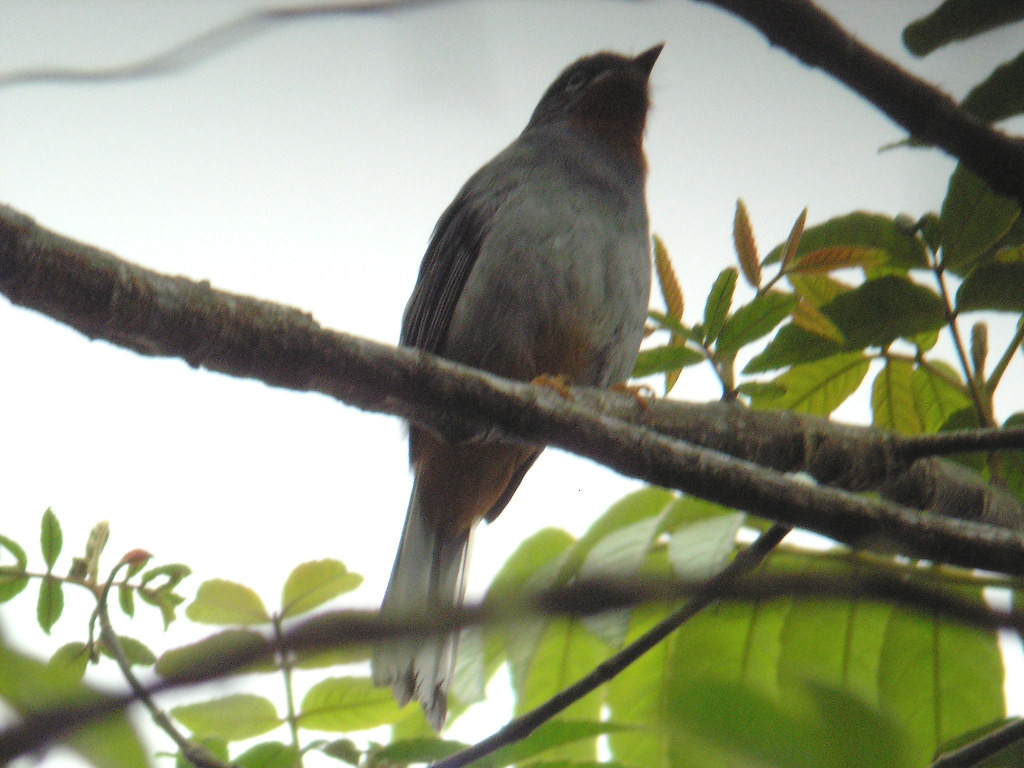 …Rufous-throated Solitaire…