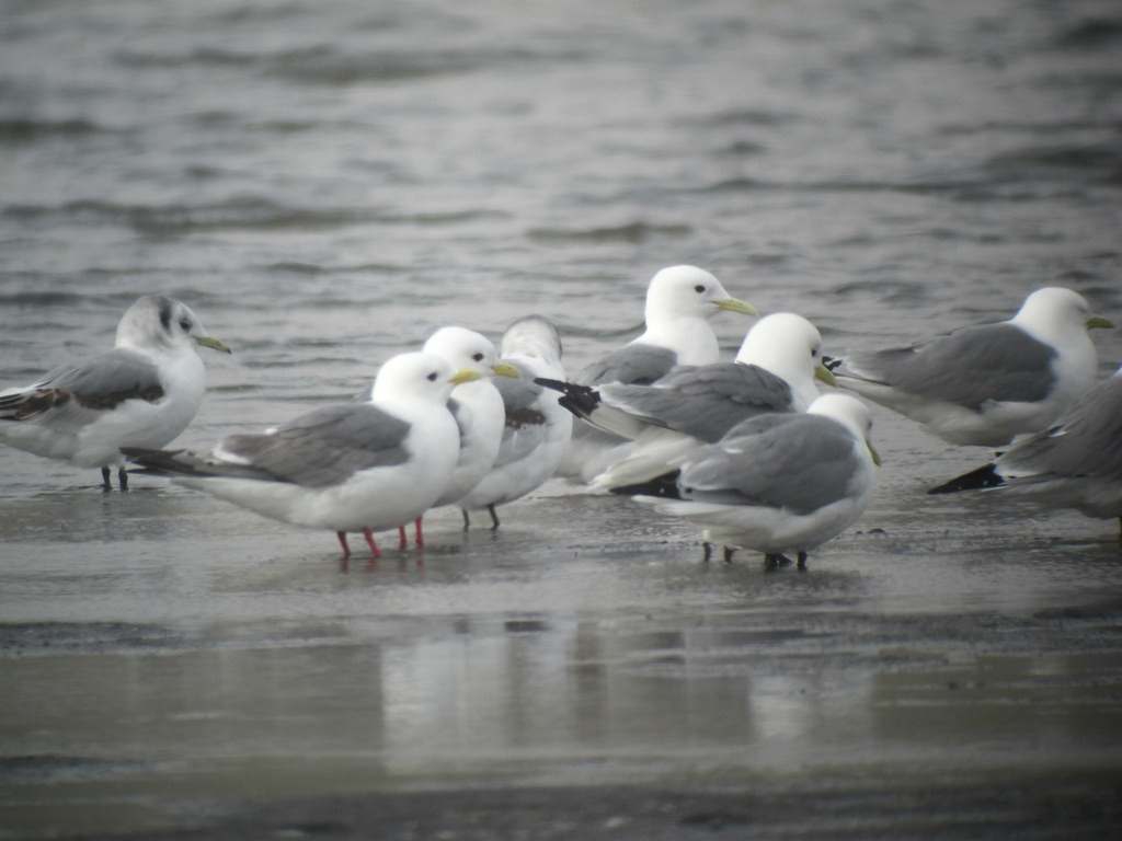 We’ll have ample opportunity to study both species of Kittiwakes…