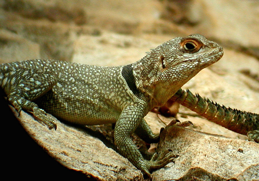 The only iguanids outside the New World are eight species found on Madagascar and two found on Fiji. Cuvier’s Iguanid is a bold species often found around the picnic tables at Ankarafantsika.