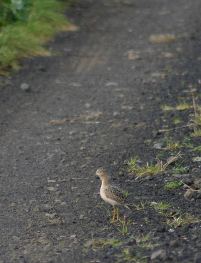 …and occasionally we’ill detect rarer species like Buff-breasted Sandpiper…
