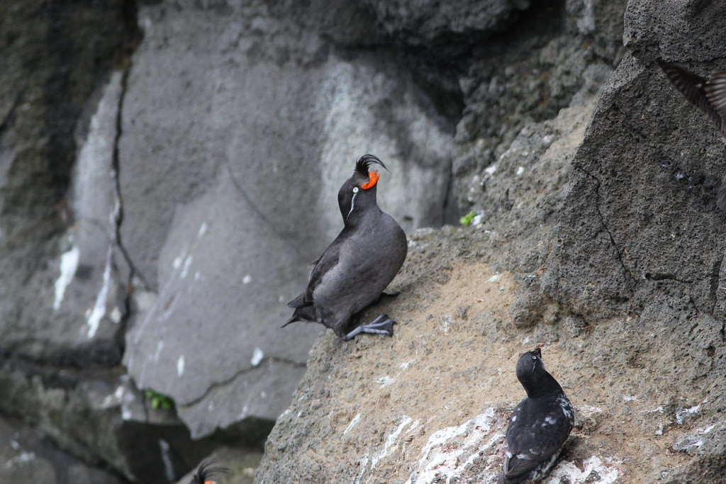 …and Crested Auklets by the thousands…
