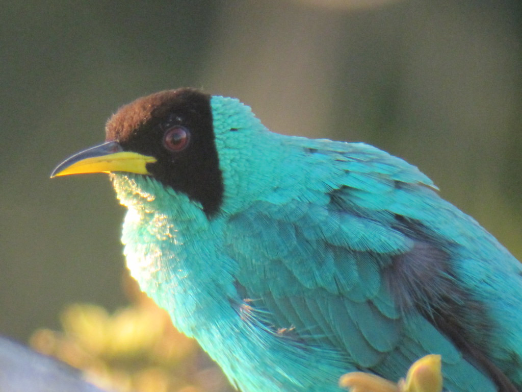 …and electric Green Honeycreepers.
