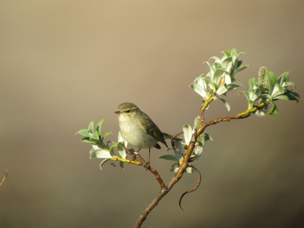 …and the range-restricted (in North America) Arctic Warbler.