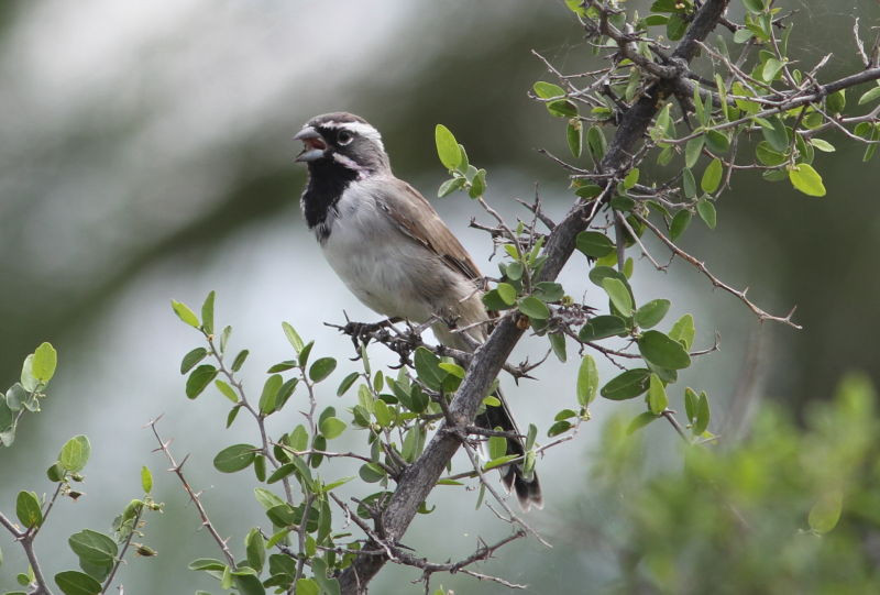 …Black-throated Sparrows with their bell-like songs…