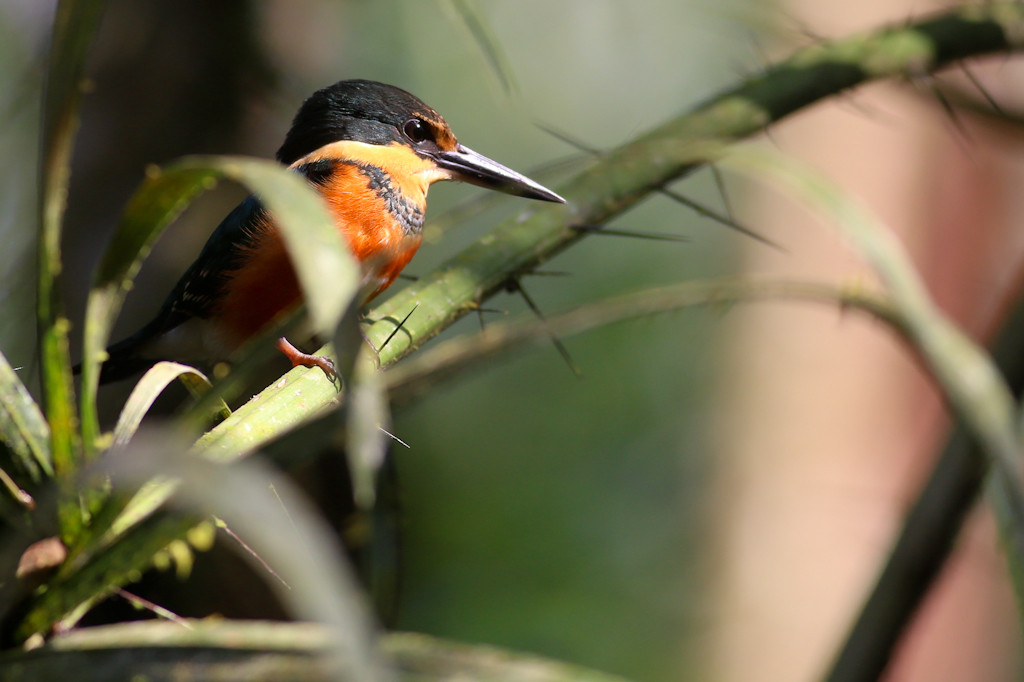 …where a American Pygmy Kingfisher may be on the look-out… 
