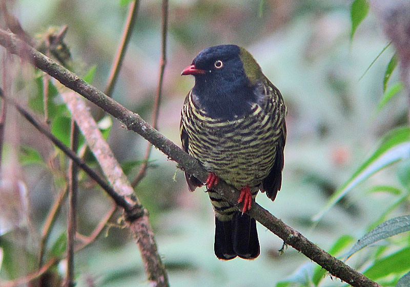 The taller forest just downslope from Wayqecha is home to the stunning Barred Fruiteater.